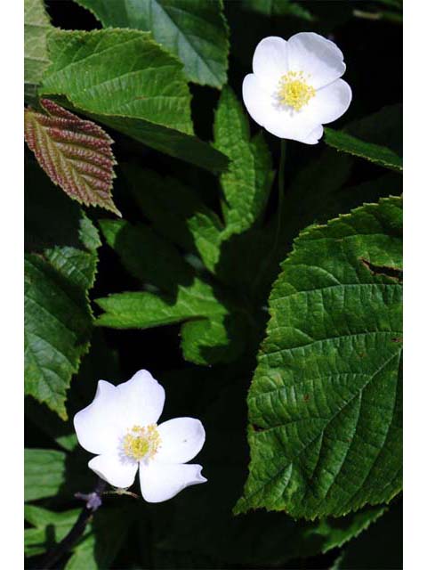 Anemone canadensis (Canadian anemone) #71971