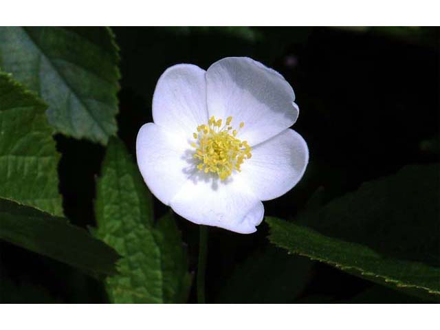 Anemone canadensis (Canadian anemone) #71972
