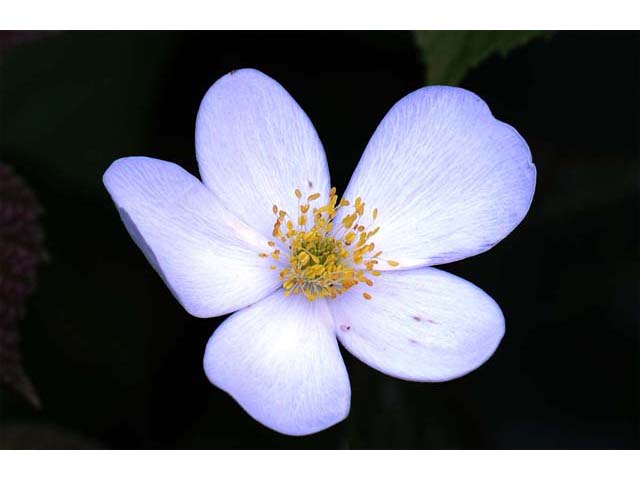 Anemone canadensis (Canadian anemone) #71973