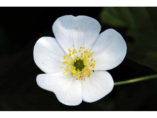 Anemone canadensis (Canadian anemone) #71976