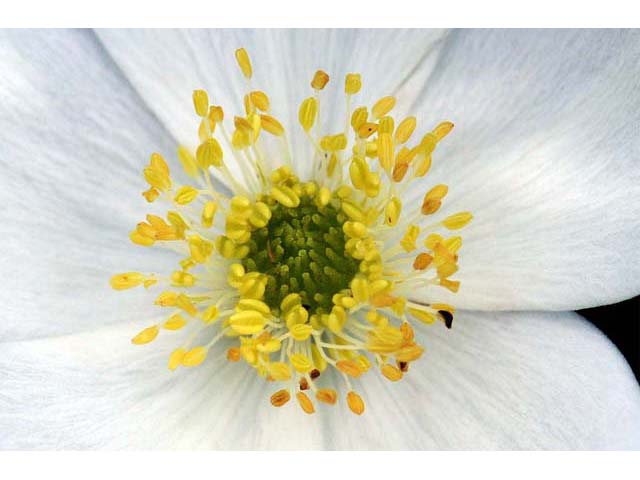 Anemone canadensis (Canadian anemone) #71977