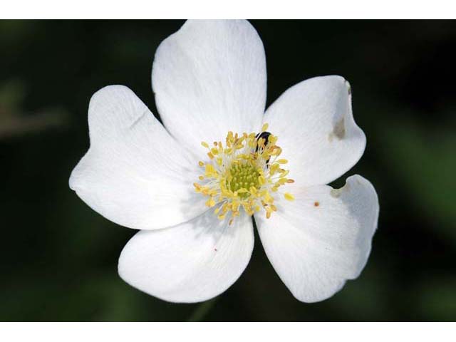 Anemone canadensis (Canadian anemone) #71978