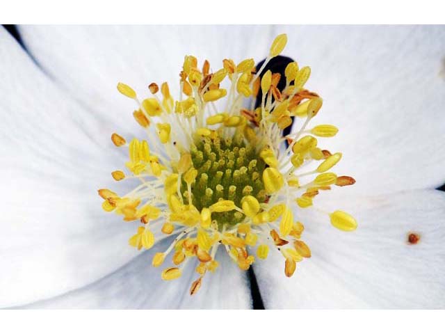 Anemone canadensis (Canadian anemone) #71979