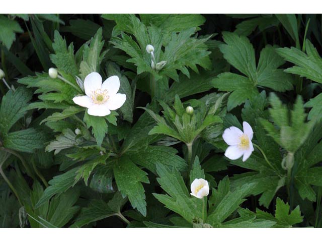 Anemone canadensis (Canadian anemone) #71980