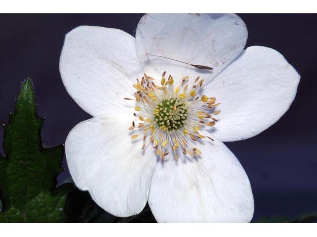 Anemone canadensis (Canadian anemone) #71982