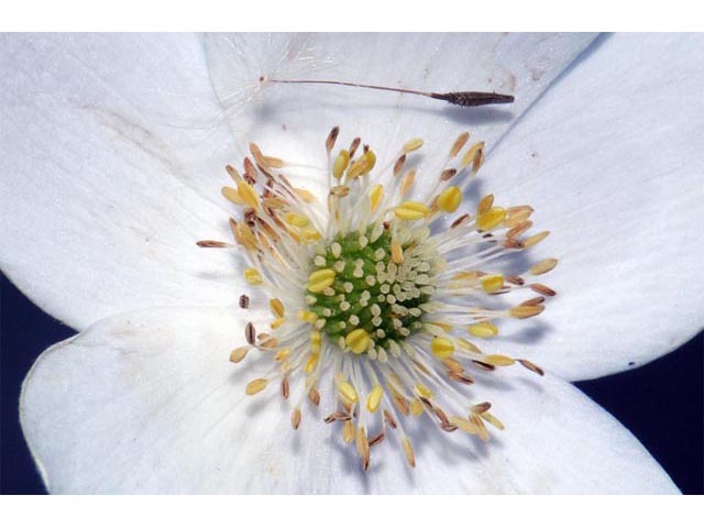 Anemone canadensis (Canadian anemone) #71983