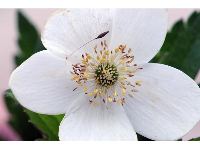 Anemone canadensis (Canadian anemone) #71984