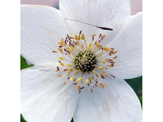 Anemone canadensis (Canadian anemone) #71985