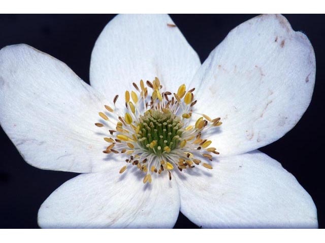 Anemone canadensis (Canadian anemone) #71986
