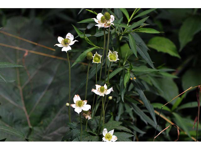 Anemone canadensis (Canadian anemone) #71989