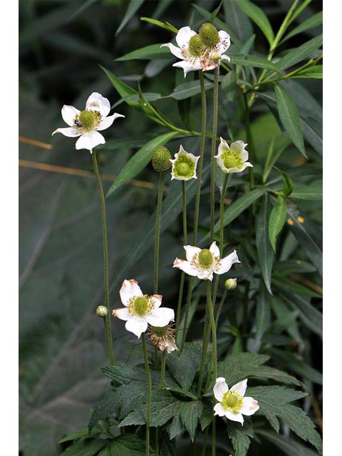Anemone canadensis (Canadian anemone) #71991