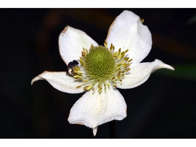 Anemone canadensis (Canadian anemone) #71996