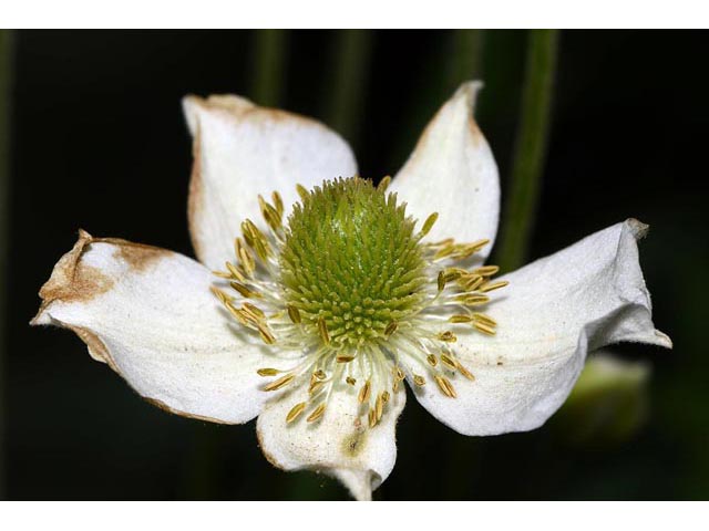Anemone canadensis (Canadian anemone) #71998