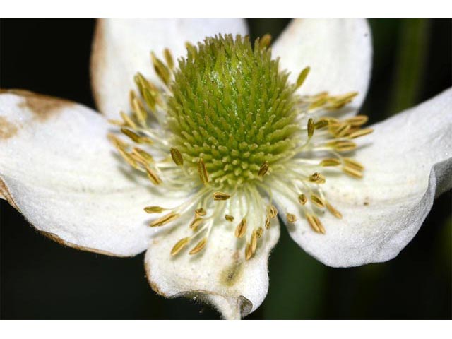 Anemone canadensis (Canadian anemone) #72002
