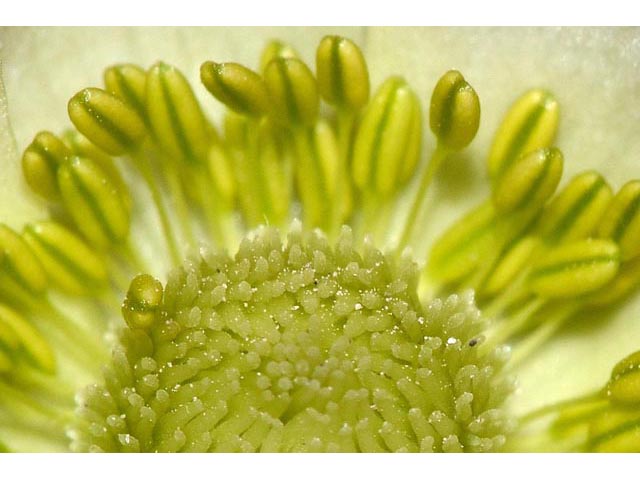 Anemone canadensis (Canadian anemone) #72004
