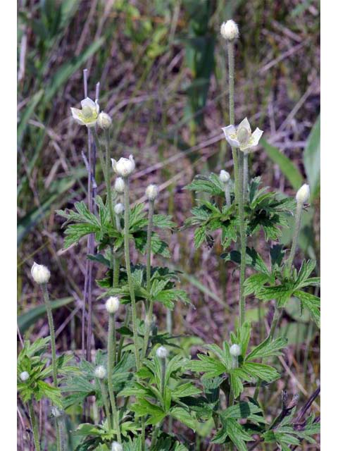 Anemone cylindrica (Candle anemone) #72018