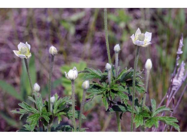Anemone cylindrica (Candle anemone) #72022