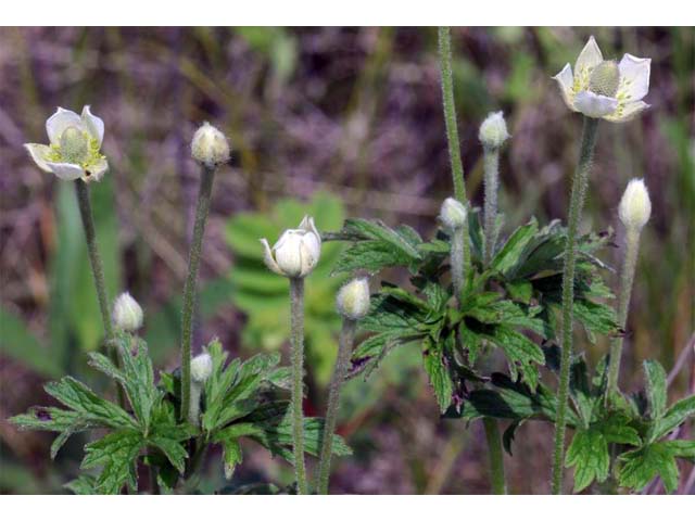 Anemone cylindrica (Candle anemone) #72023