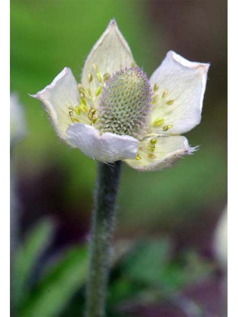 Anemone cylindrica (Candle anemone) #72024