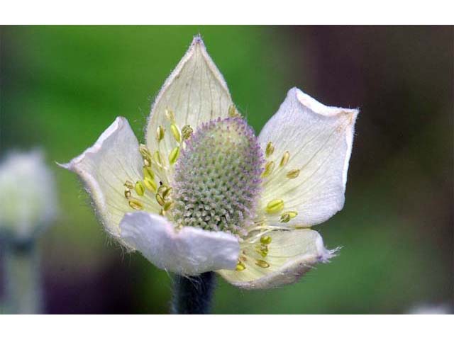 Anemone cylindrica (Candle anemone) #72025
