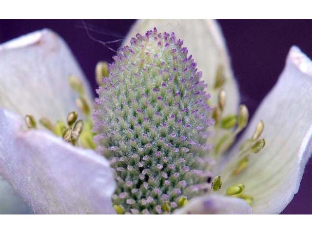 Anemone cylindrica (Candle anemone) #72027