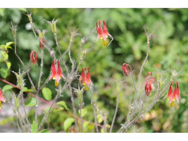 Aquilegia canadensis (Eastern red columbine) #72029