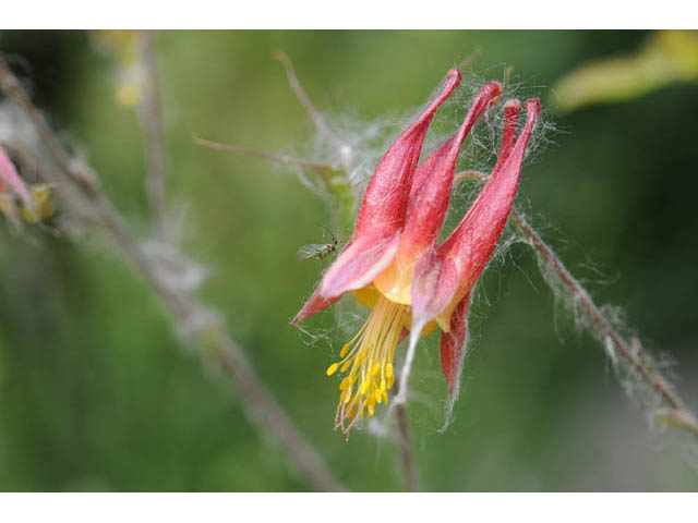 Aquilegia canadensis (Eastern red columbine) #72030