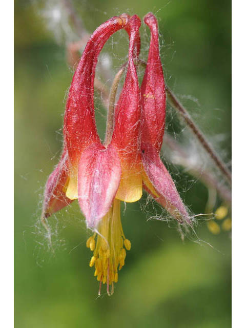 Aquilegia canadensis (Eastern red columbine) #72033