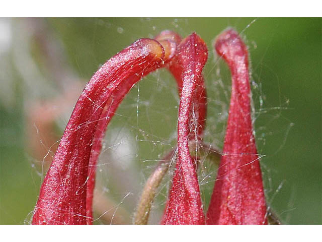 Aquilegia canadensis (Eastern red columbine) #72034