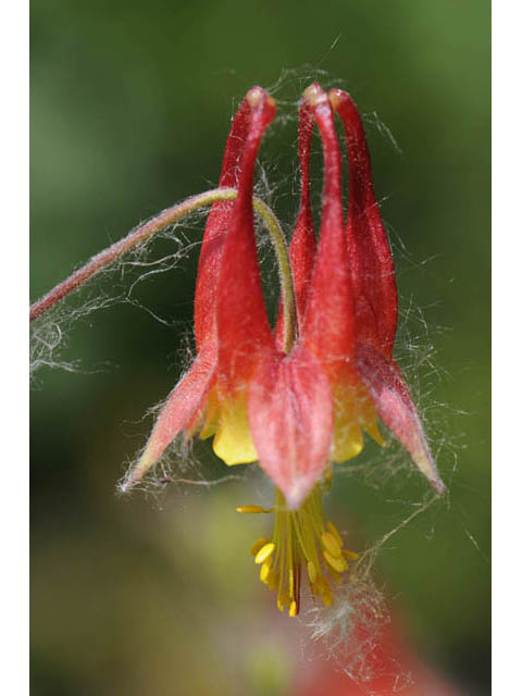 Aquilegia canadensis (Eastern red columbine) #72039