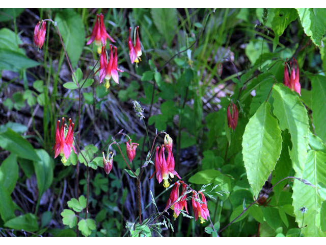 Aquilegia canadensis (Eastern red columbine) #72043