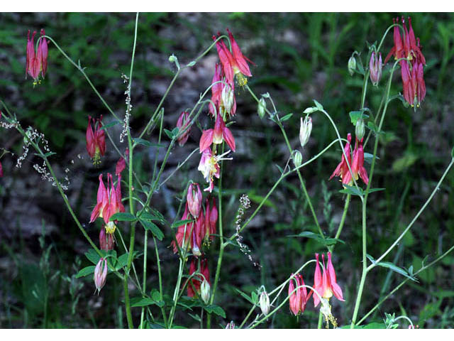 Aquilegia canadensis (Eastern red columbine) #72046