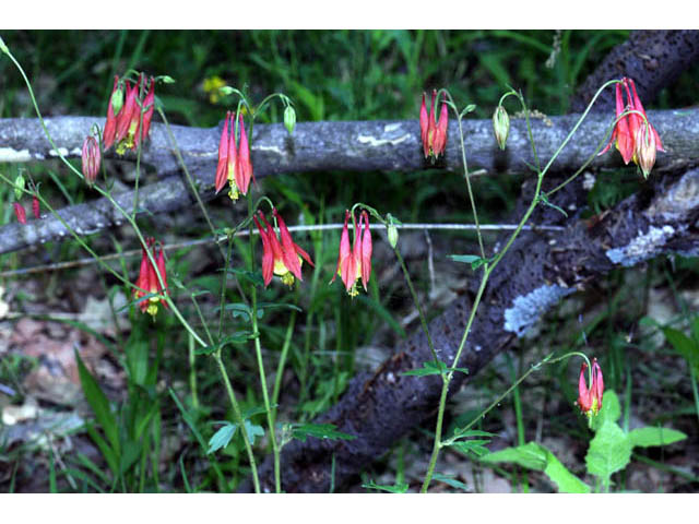 Aquilegia canadensis (Eastern red columbine) #72047