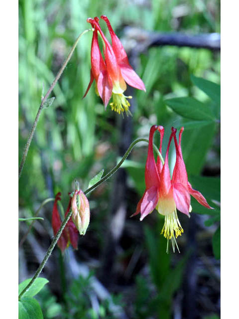 Aquilegia canadensis (Eastern red columbine) #72051