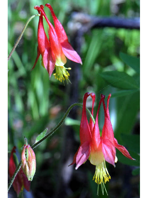 Aquilegia canadensis (Eastern red columbine) #72052