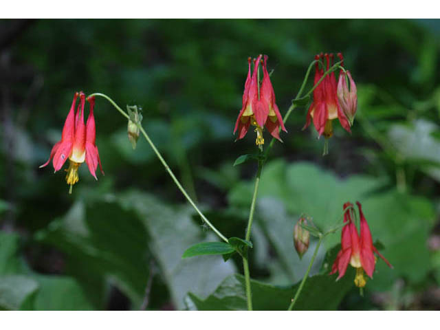 Aquilegia canadensis (Eastern red columbine) #72054