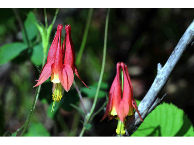 Aquilegia canadensis (Eastern red columbine) #72056