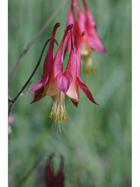 Aquilegia canadensis (Eastern red columbine) #72057