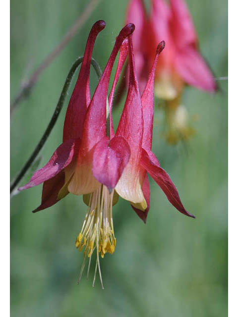 Aquilegia canadensis (Eastern red columbine) #72058