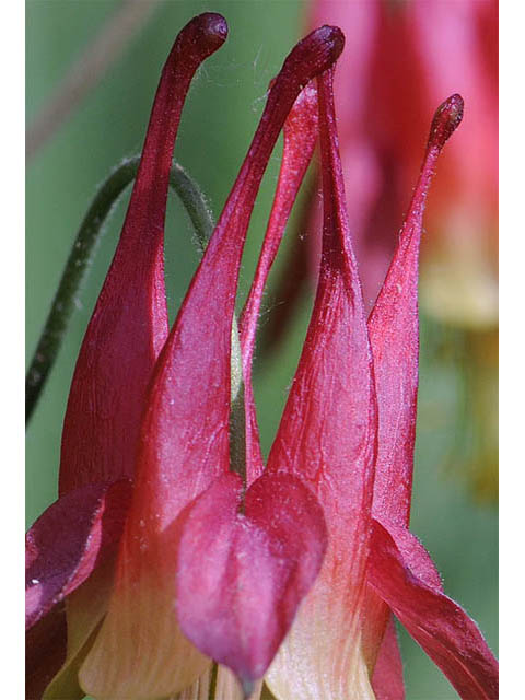 Aquilegia canadensis (Eastern red columbine) #72059