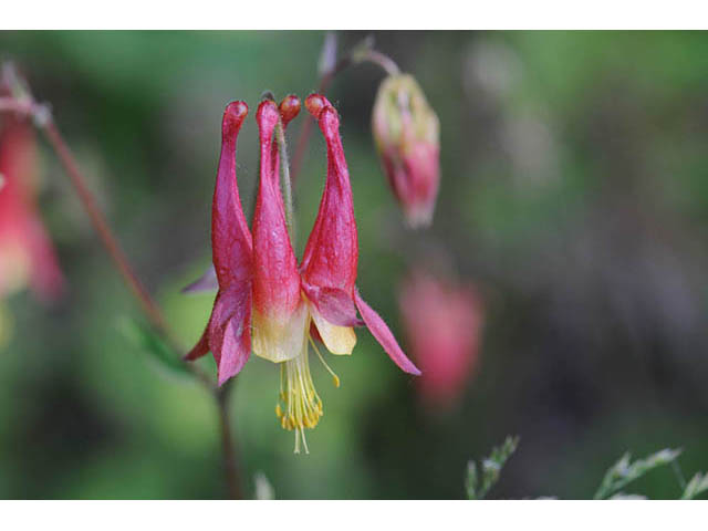Aquilegia canadensis (Eastern red columbine) #72060