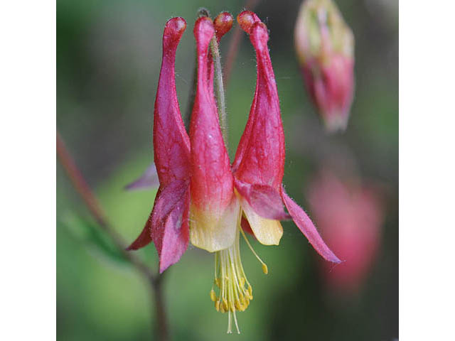 Aquilegia canadensis (Eastern red columbine) #72061