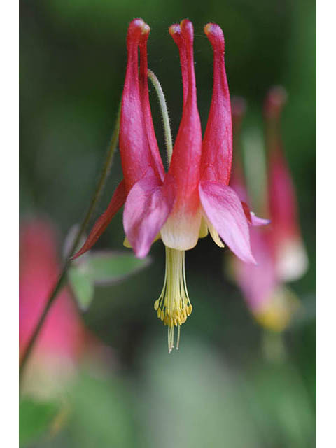 Aquilegia canadensis (Eastern red columbine) #72068