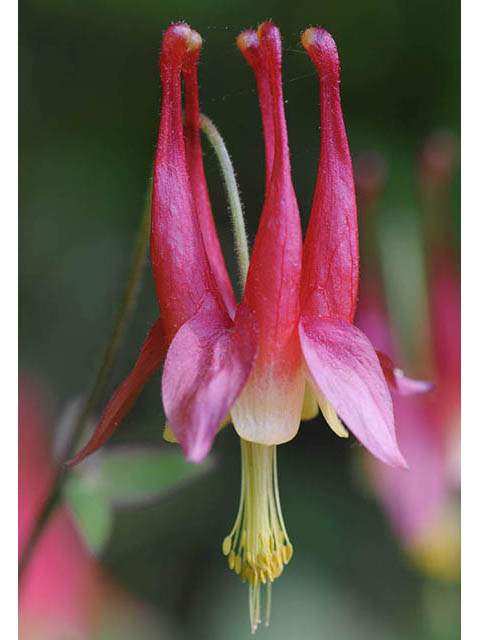 Aquilegia canadensis (Eastern red columbine) #72069
