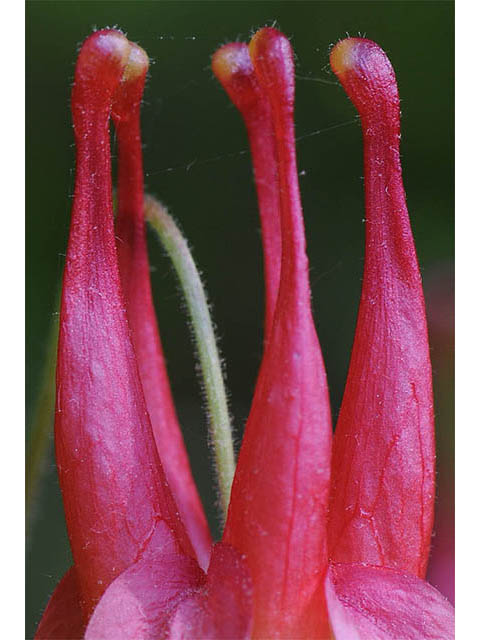Aquilegia canadensis (Eastern red columbine) #72070