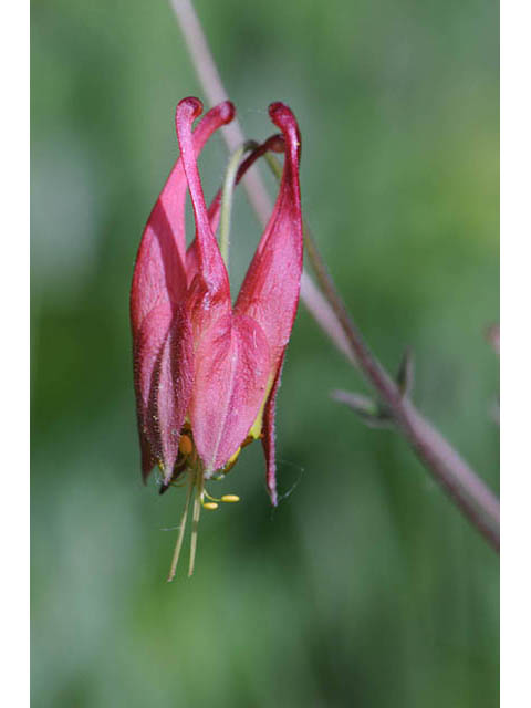 Aquilegia canadensis (Eastern red columbine) #72074