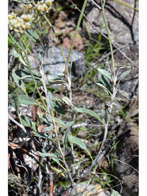 Eriogonum corymbosum var. corymbosum (Crispleaf buckwheat) #51536