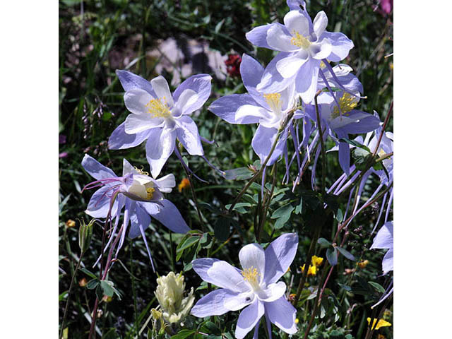 Aquilegia coerulea var. coerulea (Colorado blue columbine) #72082