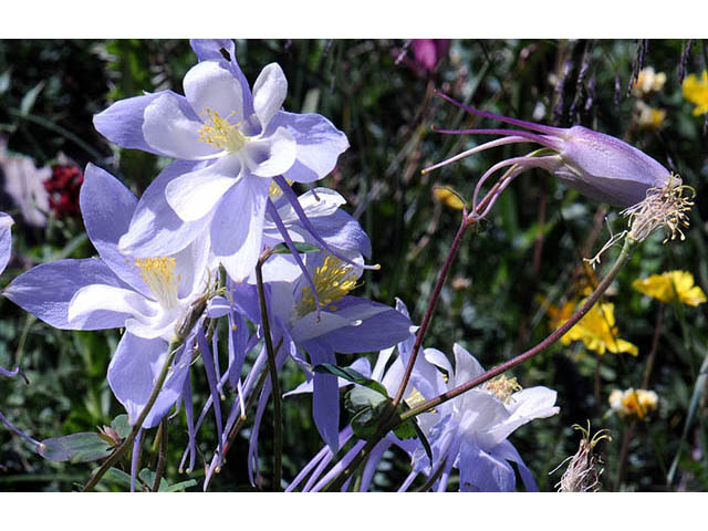 Aquilegia coerulea var. coerulea (Colorado blue columbine) #72083