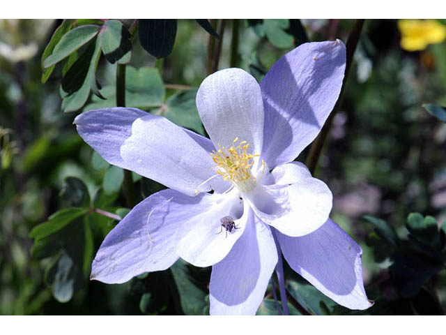 Aquilegia coerulea var. coerulea (Colorado blue columbine) #72092